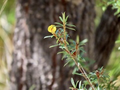 Pultenaea rariflora