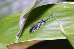 Trirogma caerulea
