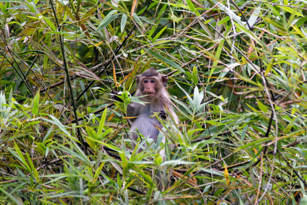Long-tailed Macaque in August 2022 by Martin Walsh · iNaturalist