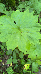 Diphylleia