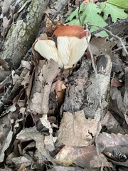 Lactifluus