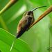 Long-billed Hermit - Photo (c) Annika Lindqvist, some rights reserved (CC BY)