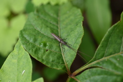 Hippopsis lemniscata