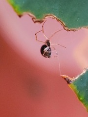Theridiidae