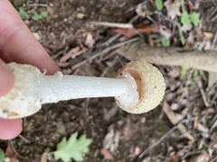 Amanita