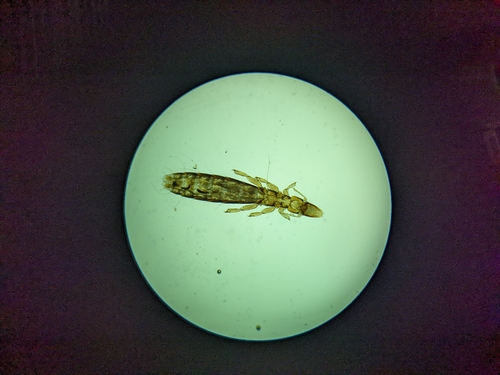 Slender pigeon louse photo 5