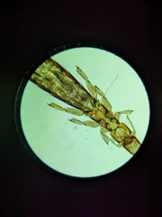 Columbicola columbae