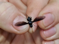 Anthrax aterrimus