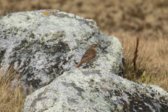 Upucerthia validirostris