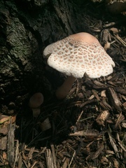 Leucoagaricus americanus image