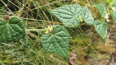 Zehneria scabra