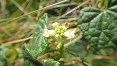 Zehneria scabra