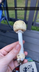 Amanita