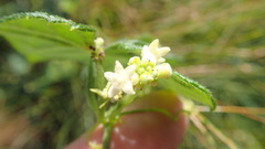 Zehneria scabra