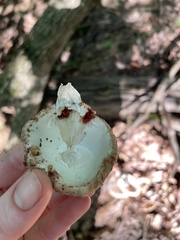Amanita