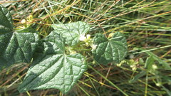 Zehneria scabra