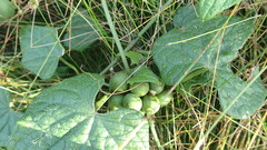 Zehneria scabra