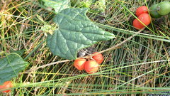 Zehneria scabra