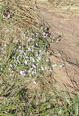 Chaenostoma cordatum