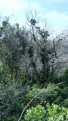 Pterocelastrus tricuspidatus