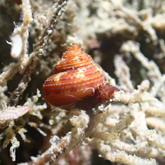 Calliostoma tricolor