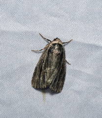 Sympistis badistriga