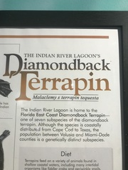 Malaclemys terrapin tequesta