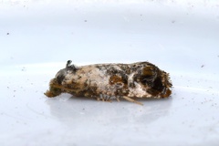 Cochylichroa