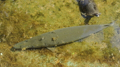 Cuban Gar photo 3