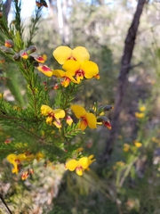 Dillwynia elegans