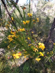 Dillwynia elegans