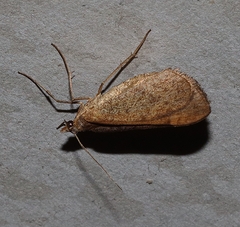 Anachloris subochraria