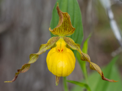 Cypripedium parviflorum pubescens