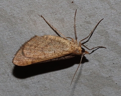 Anachloris subochraria