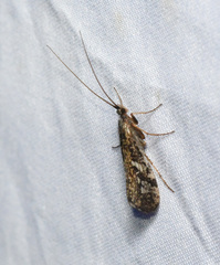 Limnephilus sericeus
