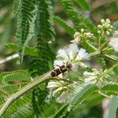 Trichodes peninsularis