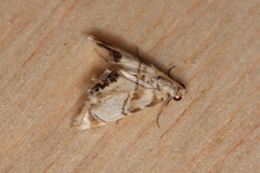 Eoparargyractis plevie