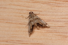 Eoparargyractis plevie