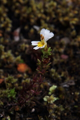 Euphrasia trifida