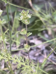 Euphrasia subarctica
