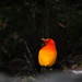 Flame Bowerbird - Photo (c) rccarl, some rights reserved (CC BY-NC)