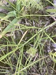 Euphrasia subarctica