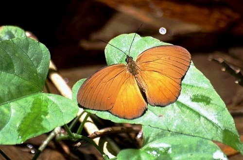 Common Faun