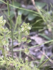 Euphrasia subarctica