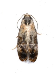 Cochylichroa