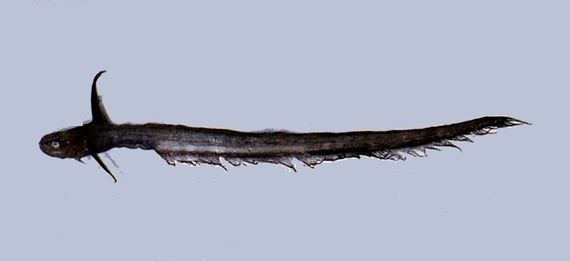 Pacific Jellynose Fish