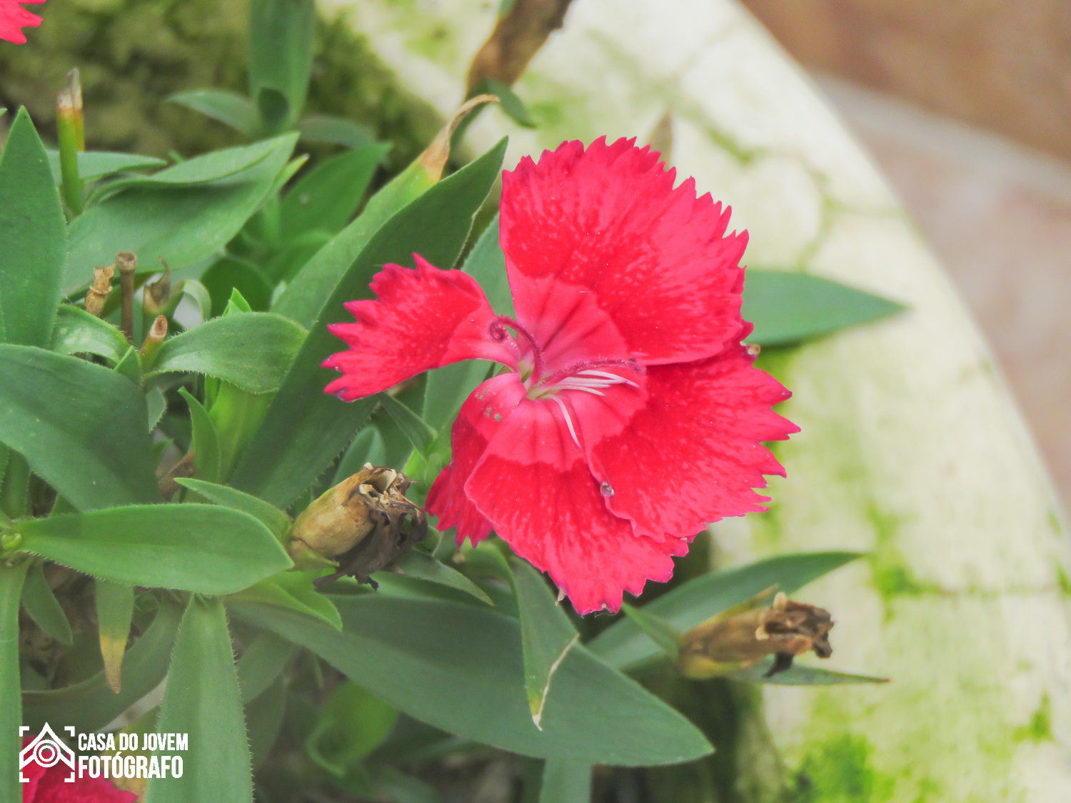 Chinese-Pink (Dianthus chinensis)