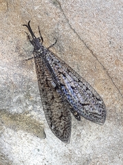 Brachynemurus nebulosus