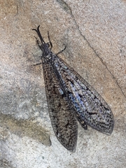Brachynemurus nebulosus