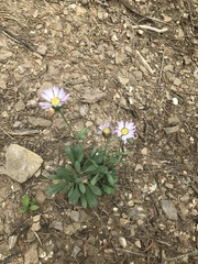 Townsendia grandiflora